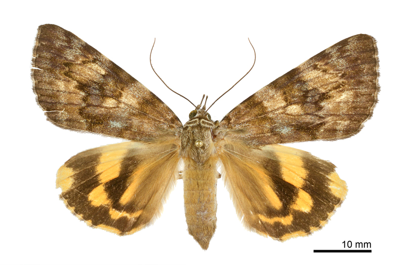 Catocala sp nov 2 Female